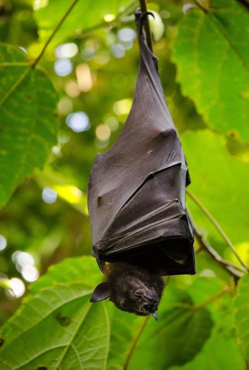 蝙蝠属于何种命数？白天蝙蝠会出来吗？