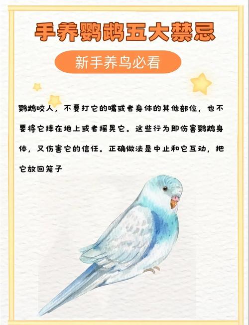 养鹦鹉对家居风水真的有影响吗？这其中的奥秘又是什么呢？