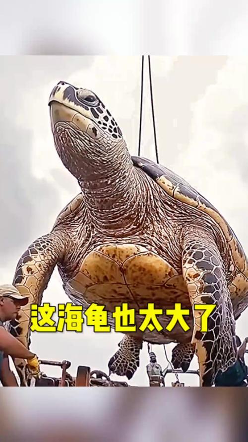 海龟对风水的影响究竟有多大？