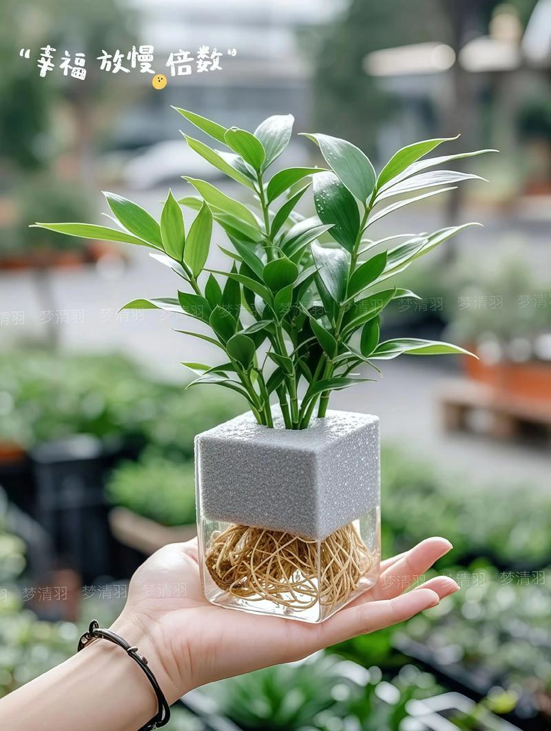 水命人适合养什么植物？有没有什么推荐？