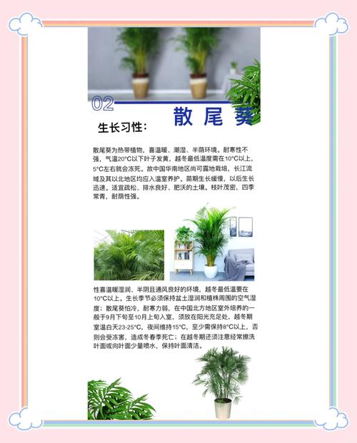 散尾葵的风水作用有哪些，对家居环境有何影响？