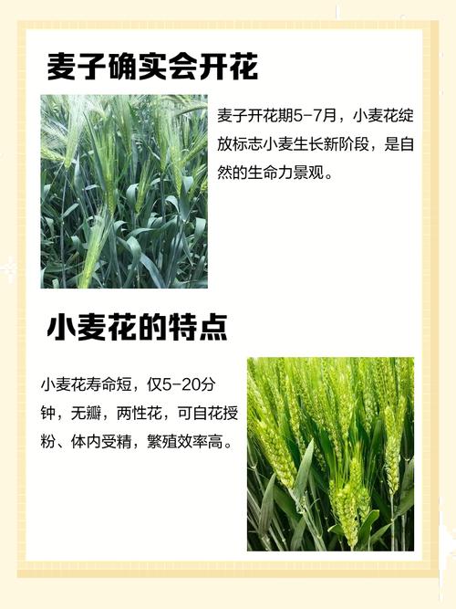 家里种植大麦花对风水有影响吗？