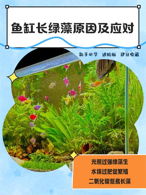 鱼缸里种植植物是否会对家居风水产生不良影响？