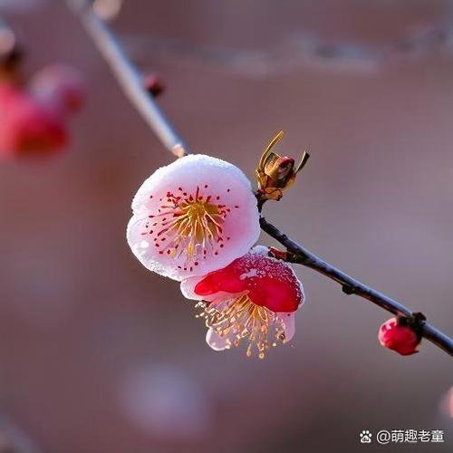雪中寒梅命格究竟是什么寒梅傲立雪中是何等境界？