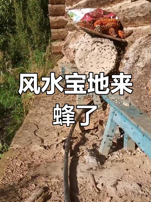 墓地附近有蜜蜂栖息会对风水产生怎样的影响？