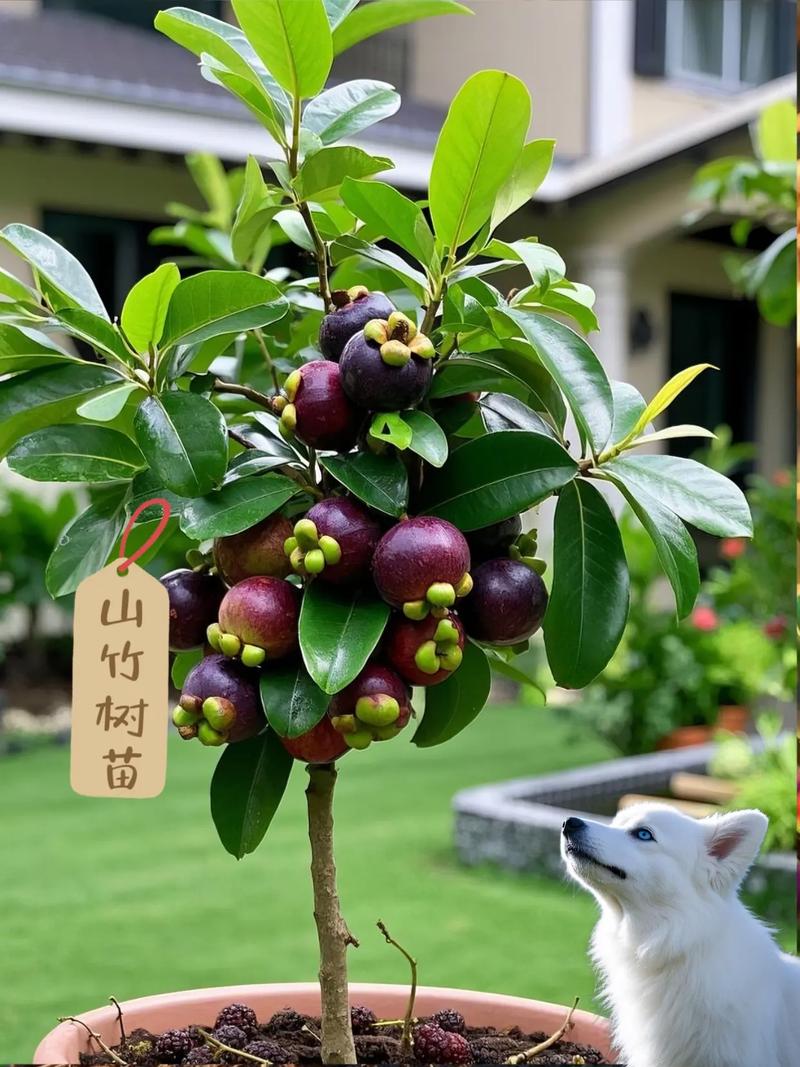 家里适合种植山竹树吗？对风水有好处吗？