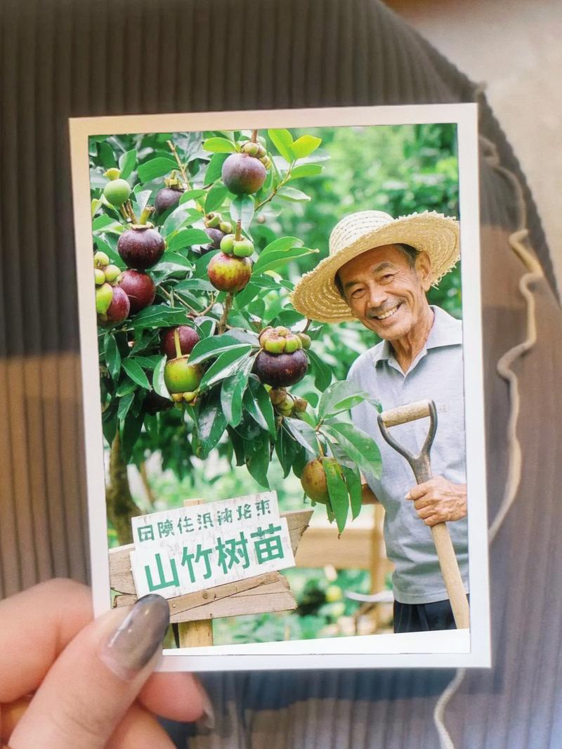 家里适合种植山竹树吗？对风水有好处吗？