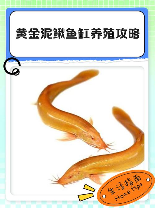 鱼缸养泥鳅会对家居风水产生怎样的影响呢？