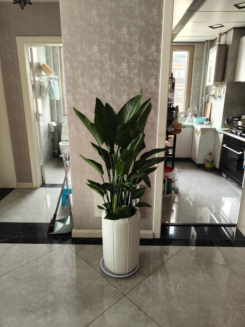 客厅绿化真的能提升风水档次吗？