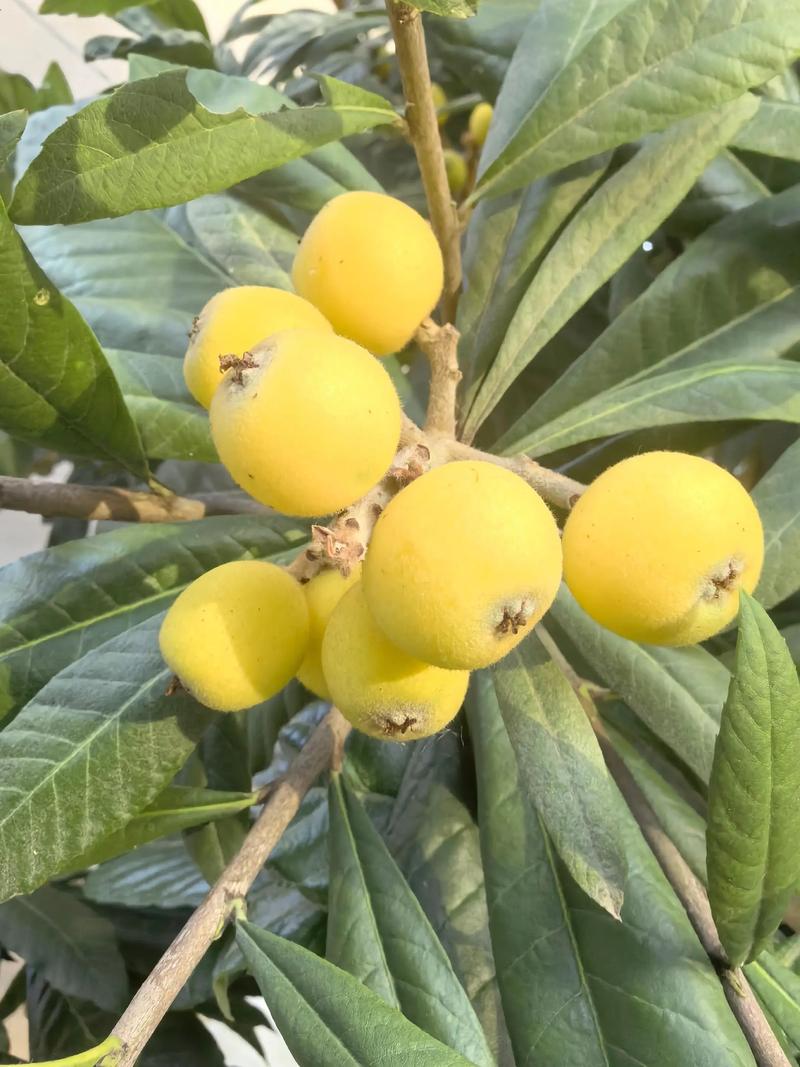 枇杷树在风水学中扮演着怎样的角色？