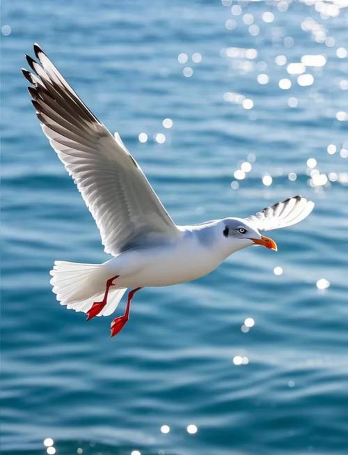 海鸥满天飞，命中海鸥者有何特征？