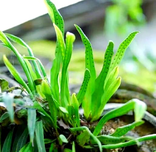 植物与风水之间是否存在某种神秘的联系呢？