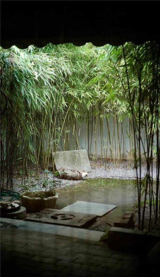 种植毛竹在院子里会对风水产生怎样的影响呢？