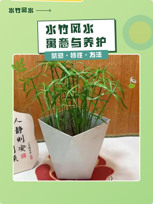 水竹养殖在风水上有哪些讲究或禁忌？