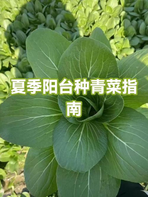 门口种植青菜对风水有影响吗？