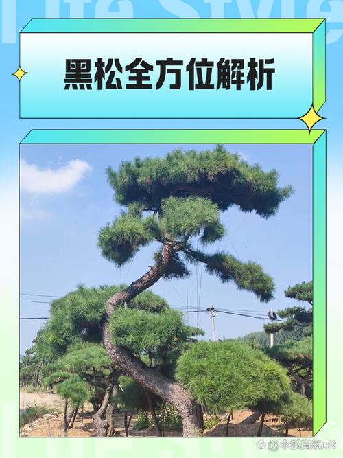 黑松种植时是否需要考虑风水因素？