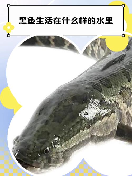风水黑鱼死亡会对家居风水产生何种不良影响呢？