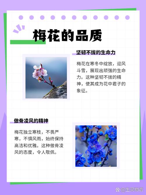 什么是梅香之命的独特命格？