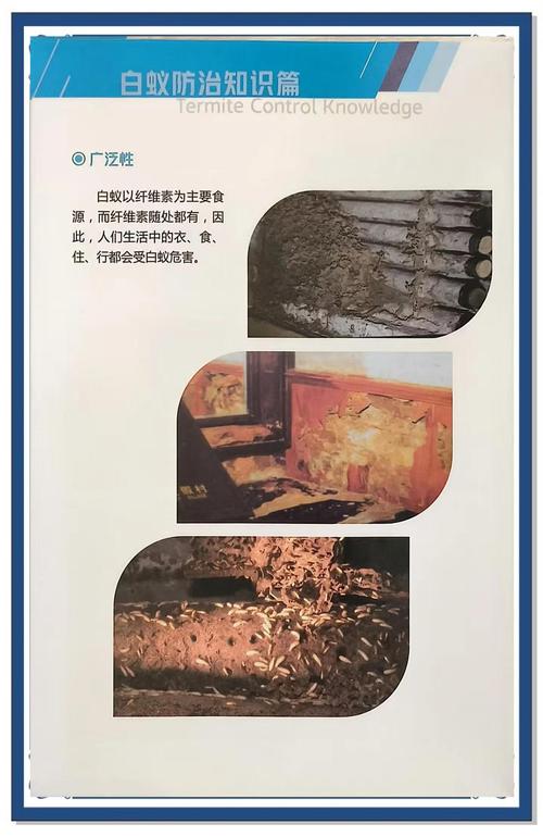 白蚁对风水的影响具体表现在哪些方面？