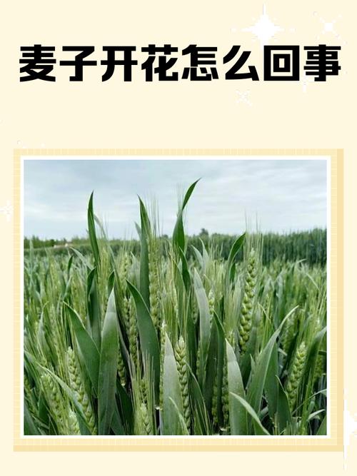 家里种植大麦花对风水有影响吗？