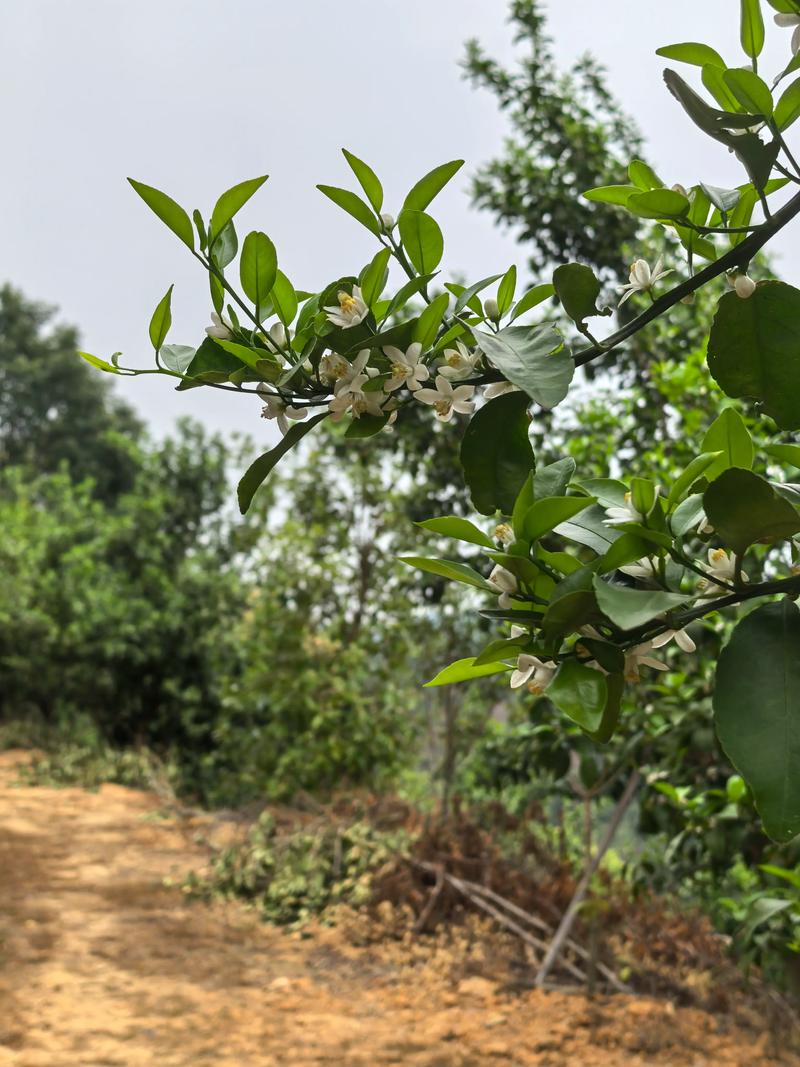 赤命村为什么叫赤命村，赤矢命改名的背后故事是什么？