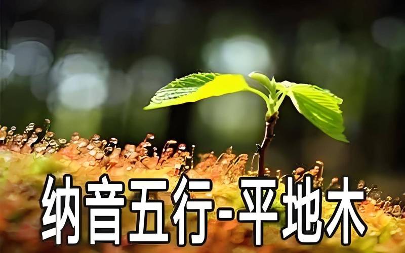 平地木命适合找什么命干爸干妈？