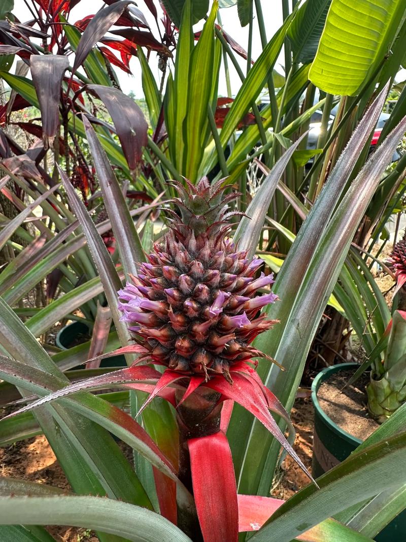 种植菠萝在家庭庭院中会对风水产生怎样的影响呢？