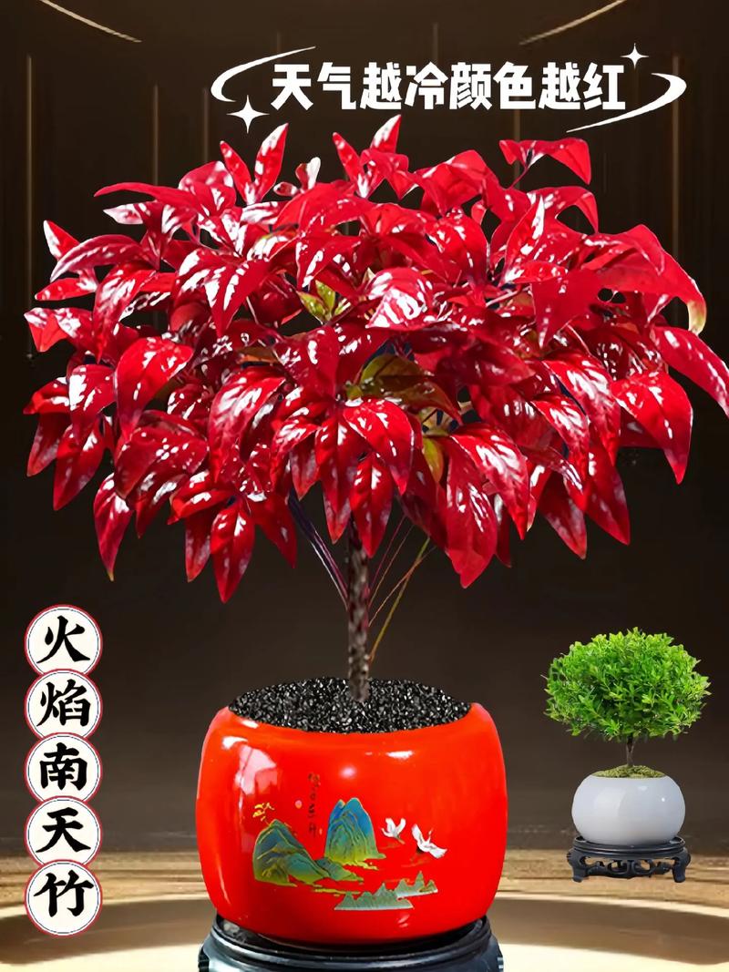家里火命木命适合种植什么花卉植物？