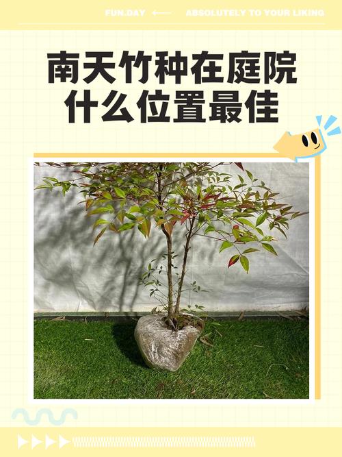 在风水学中，屋前种植竹子是否合适呢？