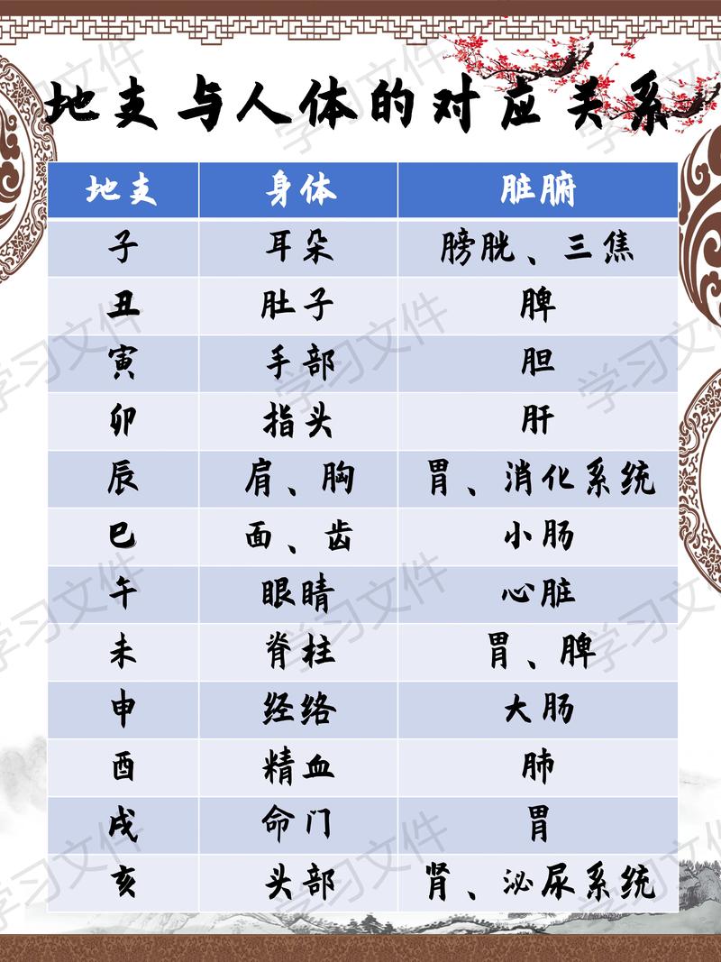 地支相连命格是什么？十二地支对应的脏腑是哪些？