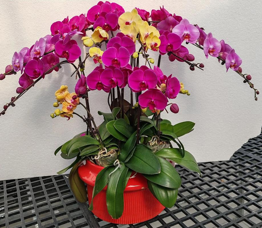 新年摆花的风水对家庭财运有促进作用吗？