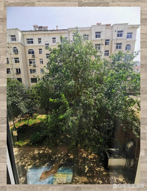 家里种桑树对风水有影响吗？