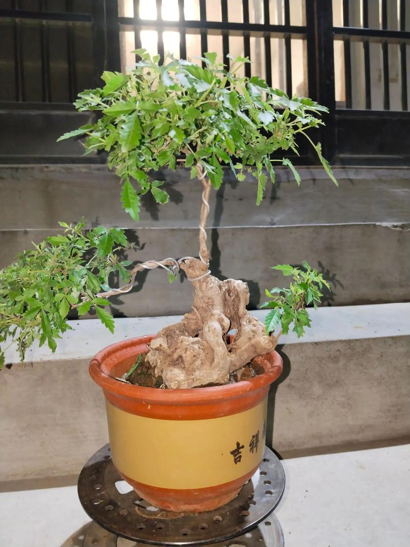 黄荆种植在室内是否有利于家居风水布局？