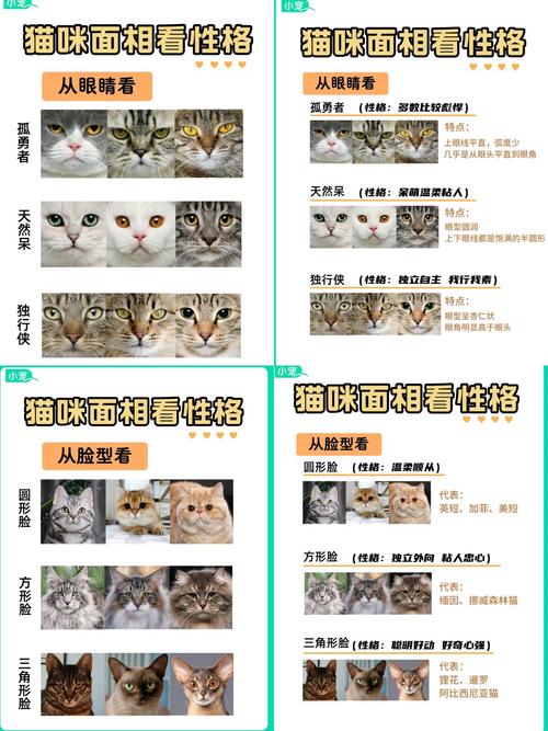 猫命理中属什么命格的人特点如何，如何通过命格改写命运？