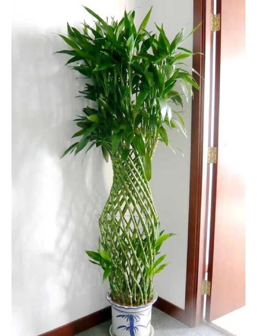 家里摆放竹子对风水有好处吗？