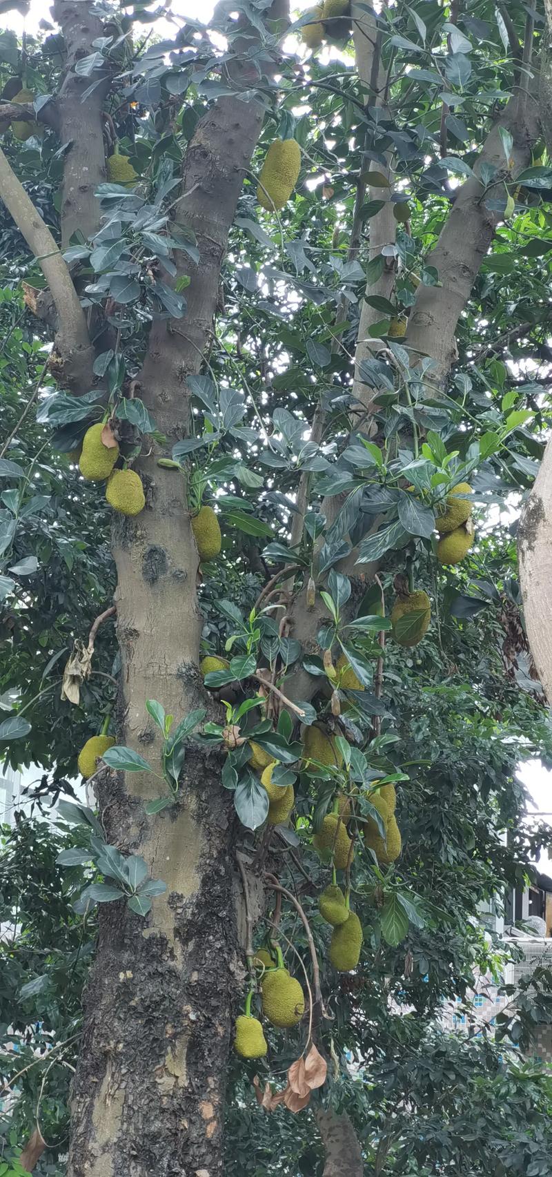 客厅摆放菠萝蜜树对家居风水有影响吗？