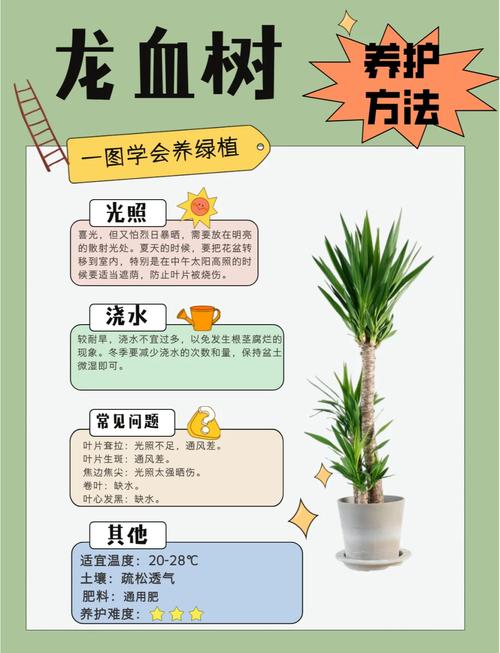植物风水讲究有哪些具体细节需要注意？