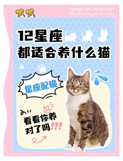牛舍风水适宜养猫吗？这样的布局是否吉利？