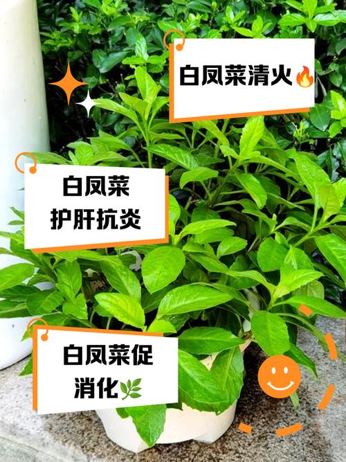 门口种植小白菜对风水有影响吗？