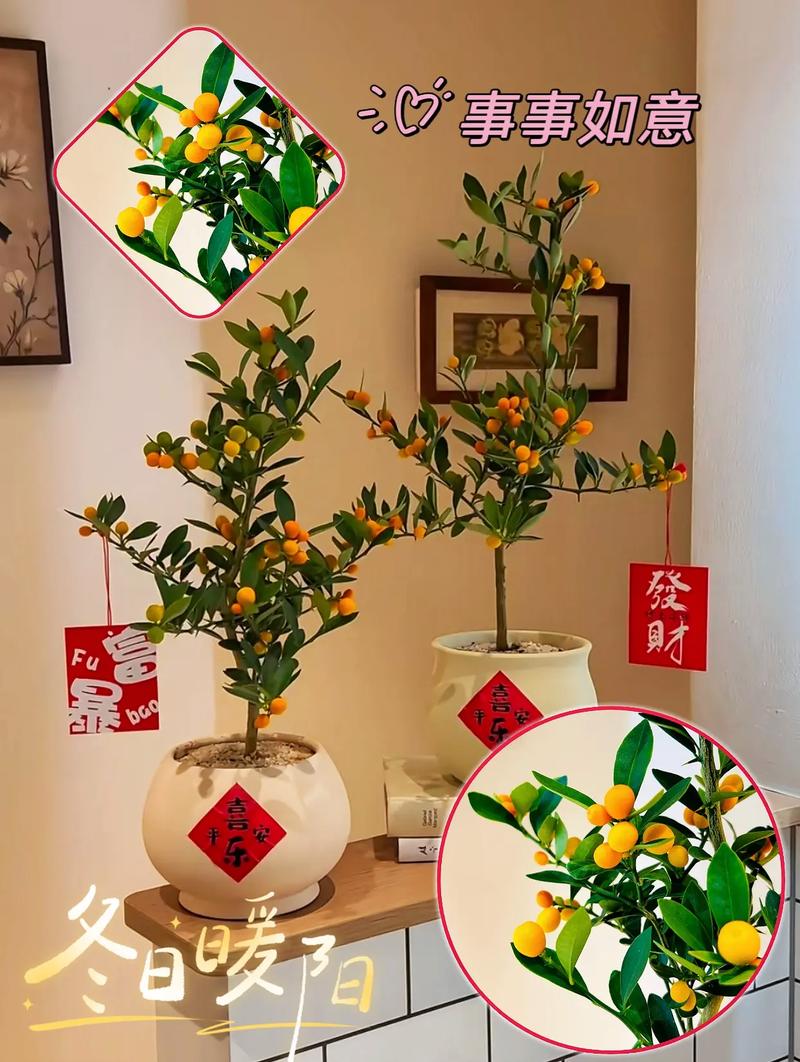 家里摆放相思豆会对风水产生怎样的影响呢？