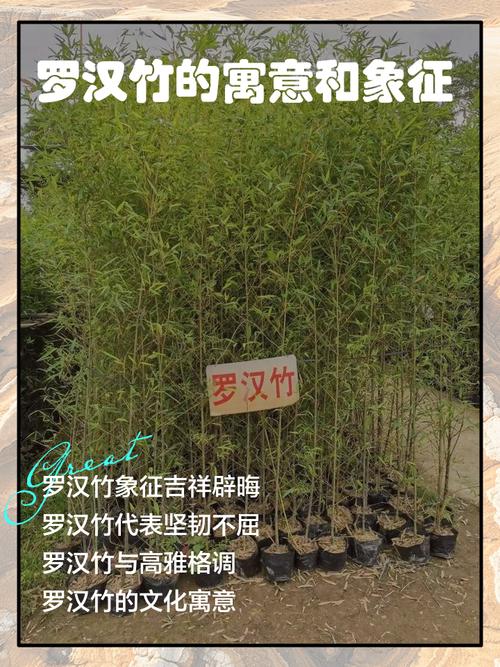 罗汉竹的风水寓意有哪些，能详细介绍一下吗？