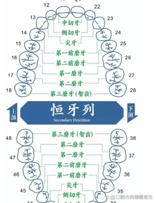 牙齿数量与命运有何关联？牙齿越多是否代表命越好？