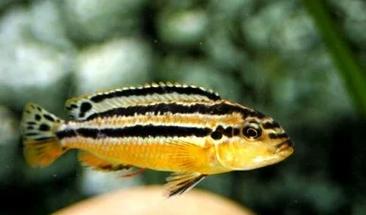 非洲凤凰鱼究竟是否被归类为风水鱼的一种呢？