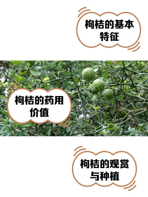 在风水院子里种植枸橘合适吗？