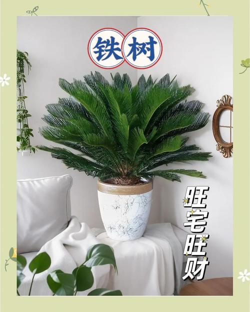 室内摆放铁树会对风水产生哪些不利影响？