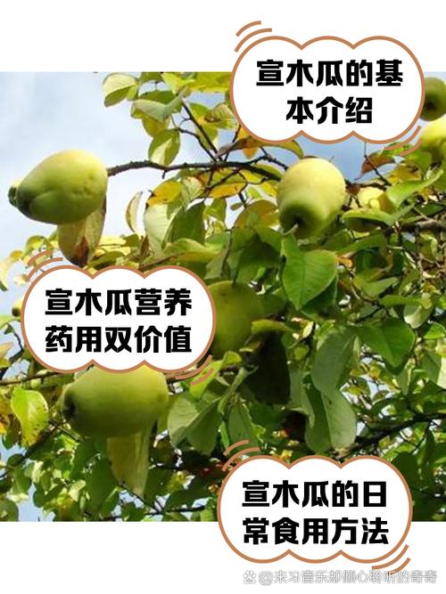 自家院子种植木瓜会对风水产生怎样的影响呢？