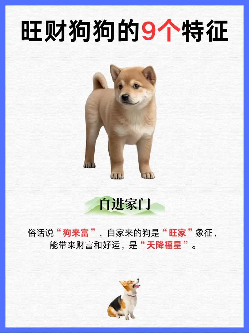 新家风水对小狗来说真的那么重要吗？