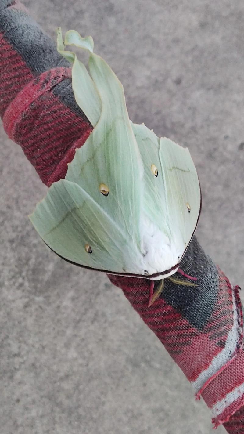 家里养蚕对风水来说，是不是能带来吉祥好运呢？