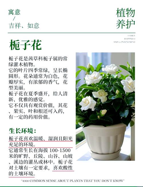 栀子花对家居风水有怎样的影响或作用？