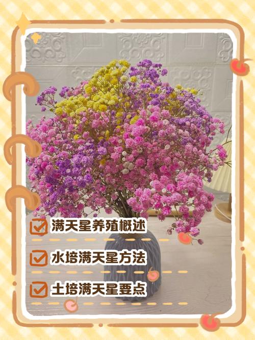 家里摆放满天星能否改善风水？